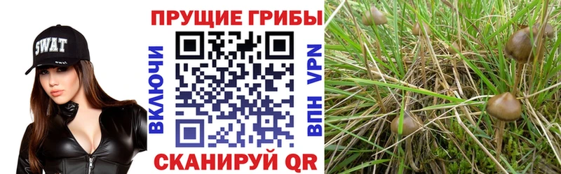 Галлюциногенные грибы мухоморы  Бронницы 